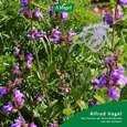 A.Vogel Menosan Salvia, A-Nr.: 4296256 - 03