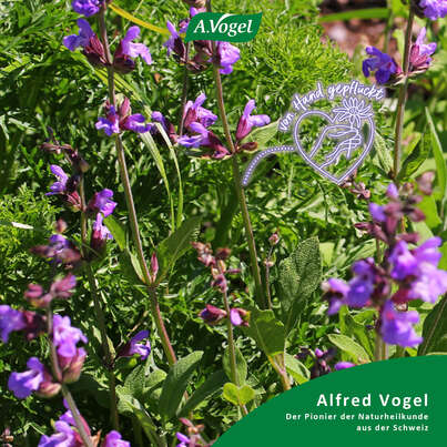 A.Vogel Menosan Salvia, A-Nr.: 4296256 - 03