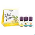 Taoasis Baldini Bio Zitrusgarten 3er Set 1pk, A-Nr.: 5857188 - 01
