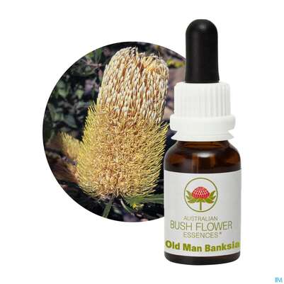 Aub Old Man Banksia, A-Nr.: 2627200 - 04