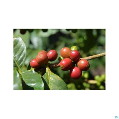 Sonnentor Gruener Kaffee Bio Aufgussbeutel 02906 18st, A-Nr.: 4276006 - 06