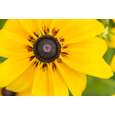 Traumeel®-Salbe, A-Nr.: 0928736 - 03