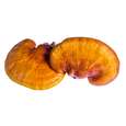 Reishi Pulver 150g, A-Nr.: 5606428 - 03