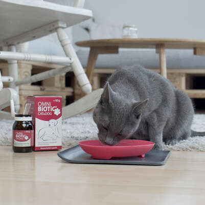 Sie sehen eine Packung OMNi-BiOTiC® Cat & Dog, 60g, Produktbild: 02 OMNi-BiOTiC® Cat & Dog, 60g, A-Nr.: 5200301 - 02