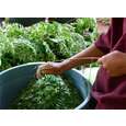 Bio Moringa Tee, 100g, für mehr Fitness und Vitalität auch im hohen Alter, A-Nr.: 5229316 - 03