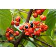 Guarana Pulver, 100g, das Original aus dem Amazonas, 100% natürliches Koffein, A-Nr.: 5229144 - 04