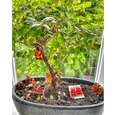 BANO FRUCHTSAFTBÄRCHEN GR 150g 45 Stk., A-Nr.: 3475910 - 02