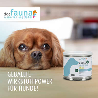 Burma Spirulina Chips DOG 90g, A-Nr.: 5755074 - 01