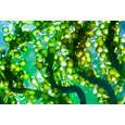 Bio Chlorella Algen Tabletten, 300 St. zum Entschlacken, A-Nr.: 5229138 - 03