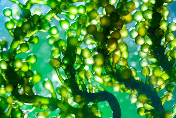 Bio Chlorella Algen Tabletten, 300 St. zum Entschlacken, A-Nr.: 5229138 - 03