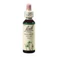 Bach®-Blüte Nr. 33 Walnut (Walnuss), A-Nr.: 5323386 - 01