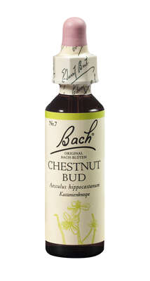 Bach®-Blüte Nr. 7 Chestnut Bud (Kastanienknospe), A-Nr.: 5322843 - 01