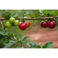 BIO Acerola Vitamin C Fruchtpulver, 100% pur, gefriergetrocknet mit 30% natürlichem Vitamin C, A-Nr.: 5659548 - 05